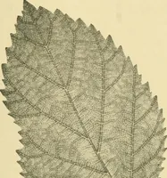 An illustration from The microscopy of vegetable foods (1906)