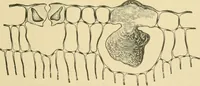An illustration from The microscopy of vegetable foods (1906)