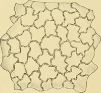 Picture 328 of 504 from The microscopy of vegetable foods (1906), leaf 487
