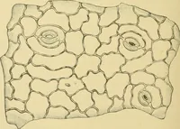 An illustration from The microscopy of vegetable foods (1906)
