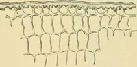 Picture 331 of 504 from The microscopy of vegetable foods (1906), leaf 488