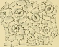 Picture 332 of 504 from The microscopy of vegetable foods (1906), leaf 489