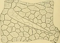 Picture 333 of 504 from The microscopy of vegetable foods (1906), leaf 489