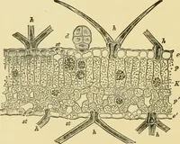 Picture 11 of 504 from The microscopy of vegetable foods (1906), leaf 49