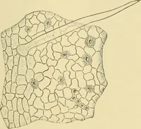 Picture 334 of 504 from The microscopy of vegetable foods (1906), leaf 490