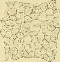 Picture 335 of 504 from The microscopy of vegetable foods (1906), leaf 491