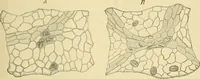 Picture 337 of 504 from The microscopy of vegetable foods (1906), leaf 492