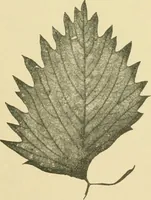 Picture 338 of 504 from The microscopy of vegetable foods (1906), leaf 492