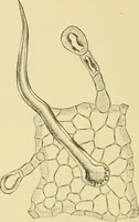 Picture 339 of 504 from The microscopy of vegetable foods (1906), leaf 493