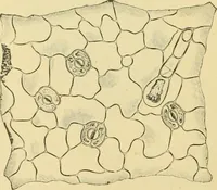 Picture 340 of 504 from The microscopy of vegetable foods (1906), leaf 493