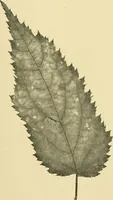 Picture 341 of 504 from The microscopy of vegetable foods (1906), leaf 494