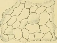 Picture 342 of 504 from The microscopy of vegetable foods (1906), leaf 495