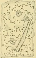 Picture 343 of 504 from The microscopy of vegetable foods (1906), leaf 495