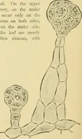 Picture 344 of 504 from The microscopy of vegetable foods (1906), leaf 495