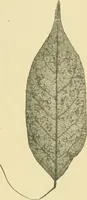 Picture 345 of 504 from The microscopy of vegetable foods (1906), leaf 496