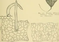 Picture 346 of 504 from The microscopy of vegetable foods (1906), leaf 496