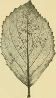 Picture 347 of 504 from The microscopy of vegetable foods (1906), leaf 497