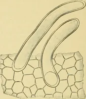 Picture 348 of 504 from The microscopy of vegetable foods (1906), leaf 497