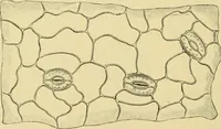 Picture 349 of 504 from The microscopy of vegetable foods (1906), leaf 497