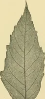 An illustration from The microscopy of vegetable foods (1906)