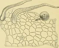 Picture 351 of 504 from The microscopy of vegetable foods (1906), leaf 499