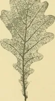 Picture 352 of 504 from The microscopy of vegetable foods (1906), leaf 499