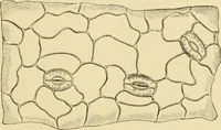 Picture 12 of 504 from The microscopy of vegetable foods (1906), leaf 50