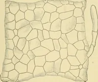 Picture 353 of 504 from The microscopy of vegetable foods (1906), leaf 500