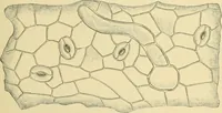 Picture 354 of 504 from The microscopy of vegetable foods (1906), leaf 500