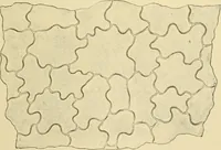An illustration from The microscopy of vegetable foods (1906)