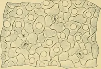 An illustration from The microscopy of vegetable foods (1906)