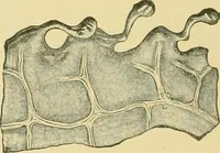 Picture 357 of 504 from The microscopy of vegetable foods (1906), leaf 501