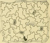 Picture 359 of 504 from The microscopy of vegetable foods (1906), leaf 503