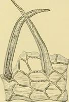 Picture 360 of 504 from The microscopy of vegetable foods (1906), leaf 503