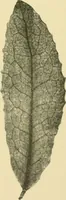 An illustration from The microscopy of vegetable foods (1906)