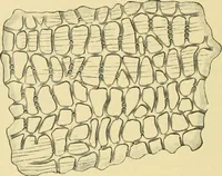 Picture 363 of 504 from The microscopy of vegetable foods (1906), leaf 505