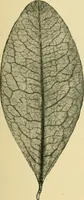 Picture 365 of 504 from The microscopy of vegetable foods (1906), leaf 506