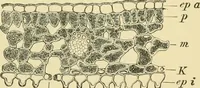 Picture 366 of 504 from The microscopy of vegetable foods (1906), leaf 506