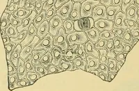 Picture 368 of 504 from The microscopy of vegetable foods (1906), leaf 507