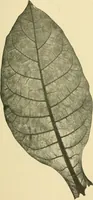 Picture 369 of 504 from The microscopy of vegetable foods (1906), leaf 508
