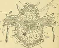 Picture 370 of 504 from The microscopy of vegetable foods (1906), leaf 509