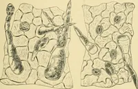 An illustration from The microscopy of vegetable foods (1906)