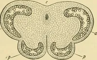 An illustration from The microscopy of vegetable foods (1906)