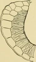 An illustration from The microscopy of vegetable foods (1906)