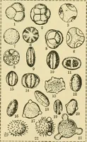 Picture 15 of 504 from The microscopy of vegetable foods (1906), leaf 52