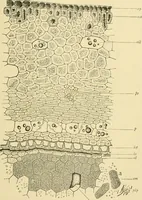 Picture 372 of 504 from The microscopy of vegetable foods (1906), leaf 526