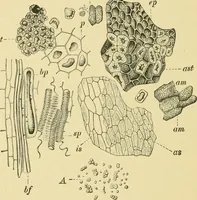 Picture 373 of 504 from The microscopy of vegetable foods (1906), leaf 527