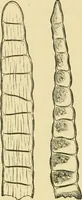 Picture 374 of 504 from The microscopy of vegetable foods (1906), leaf 529