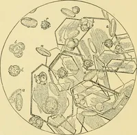 Picture 16 of 504 from The microscopy of vegetable foods (1906), leaf 53