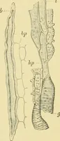 Picture 375 of 504 from The microscopy of vegetable foods (1906), leaf 537